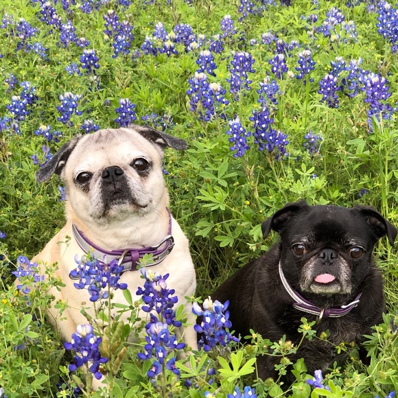 Meet your Posher, Tina - Picture 4 of 16